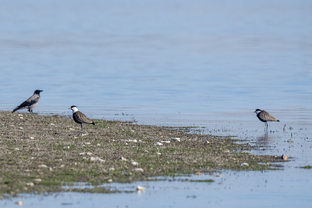 Spur-winged Lapwing
